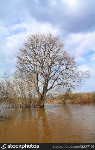 big oak in brown water