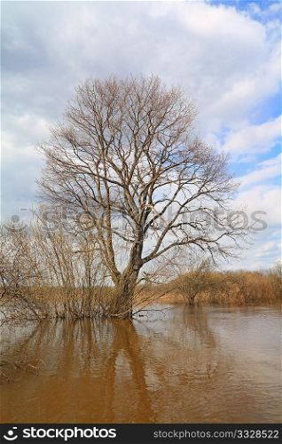 big oak in spring water