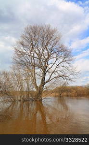 big oak in spring water