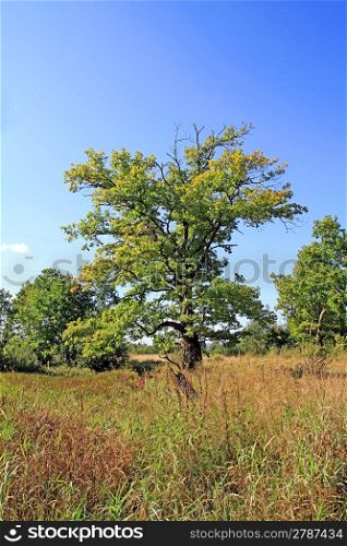 big oak on autumn field