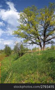 big oak on green summer field