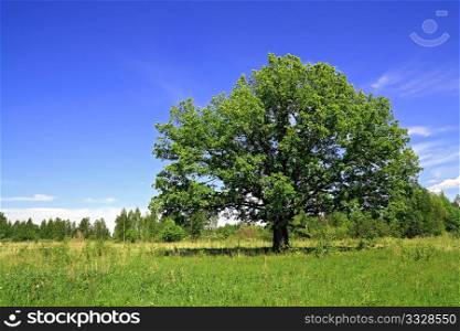 big oak on spring field