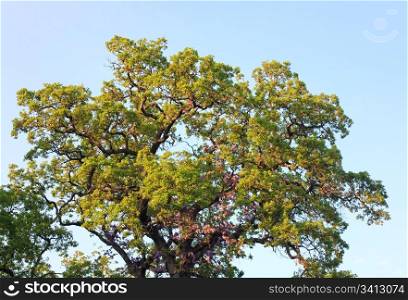 Big oak tree top on blue sky background