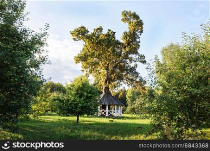 Big oak with white wooden gazebo in park at sunset. State Museum-reserve of A. S. Pushkin - Trigorskoye village, Pskov Region, Russia.