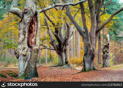 Big old brown beech trees with hanging branches above a walking trail through the park of an ancient estate. Three big mystical ancient beech trees