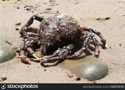 Big old crab on the beach looks like a spider.