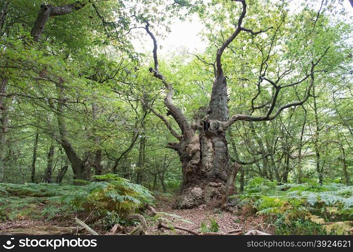 Big old oak tree on the island Vilm in Germany