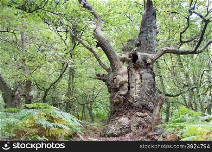 Big old oak tree on the island Vilm in Germany
