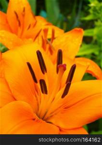 Big orange lily flower in the garden.
