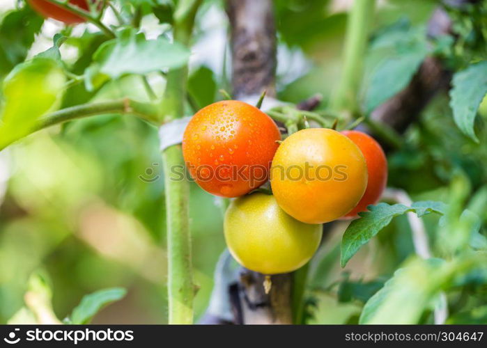 Big organic ripe red,green and yellow vine tomatoes fruits hanging on branch with water droplets in garden.. Big organic ripe red,green and yellow tomatoes