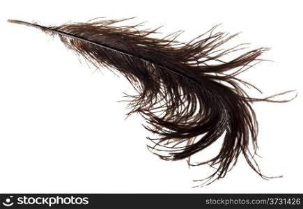 big ostrich feather on white background close up
