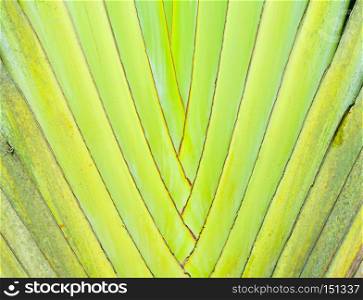 Big palm folding branches abstract closeup