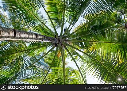 Big palm tree in a tropical area