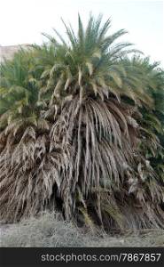 Big palm tree in desert oasis in Israil