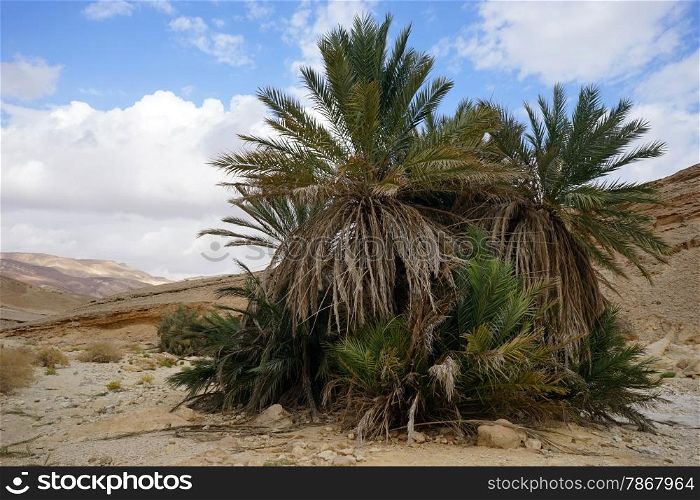 Big palm tree in Negev desert in Israel