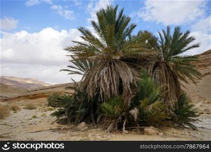 Big palm tree in Negev desert in Israel