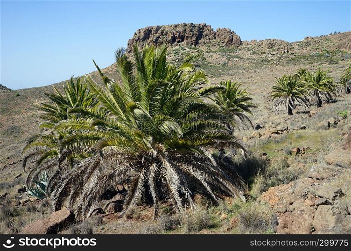 Big palm tree on the La Gomera island, Spain