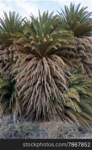 Big palm trees in desert oasis in Israel