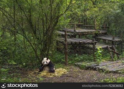 Big panda sitting in a bamboo forest. Big panda