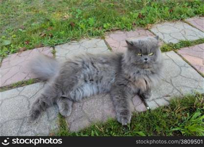 big Persian cat lying on the path