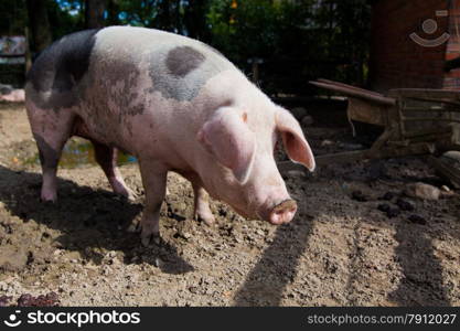 big pig on a farm