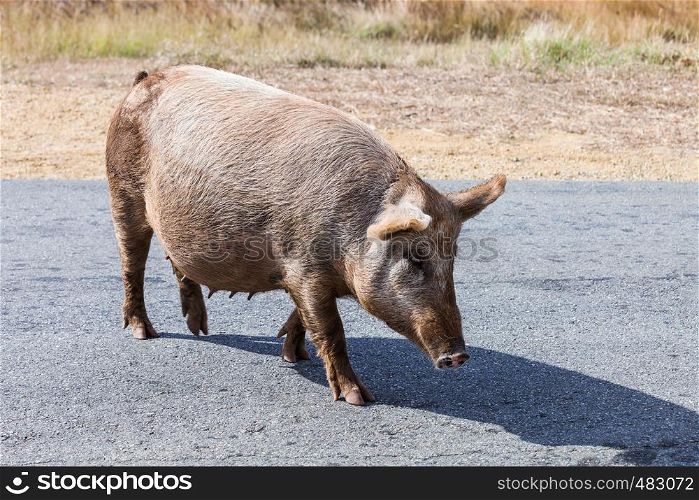 big pig walking on the road