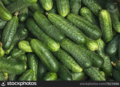 Big pile of fresh green cucumbers as a texture