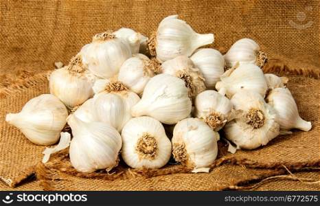 Big pile of garlic poured out into the sackcloth