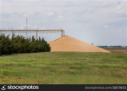 big pile of hard red winter wheat at grain elevator at Kansas backcountry - agriculture landscape