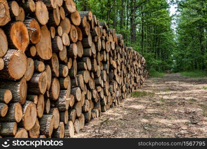 Big pile of wood in the forest