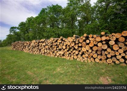 Big pile of wood in the forest