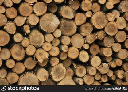 Big piles of chopped fuel wood in a forest