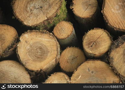 Big piles of chopped fuel wood in a forest