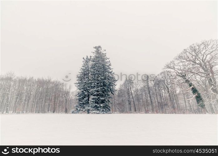 Big pine tree covered with snow in the park in the winter