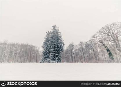 Big pine tree covered with snow in the park in the winter