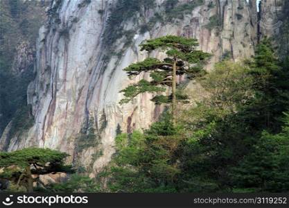 Big pine tree in Huangshan mountain, China