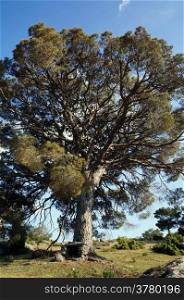 Big pine tree on the hill in Turkey