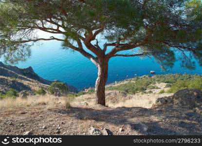 Big pine tree on the sea shore in sunny day