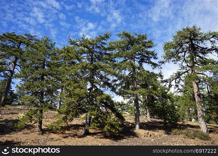 Big pine trees in Troodos mountain in Cyprus
