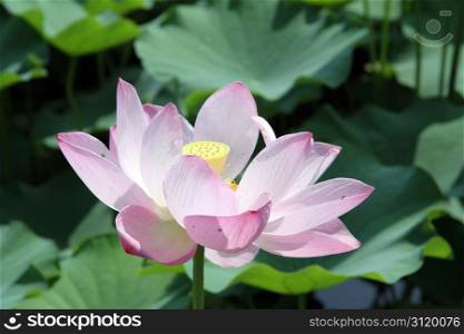Big pink lotus and green leaves in pond