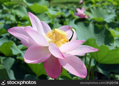 Big pink lotus and green leaves in pond