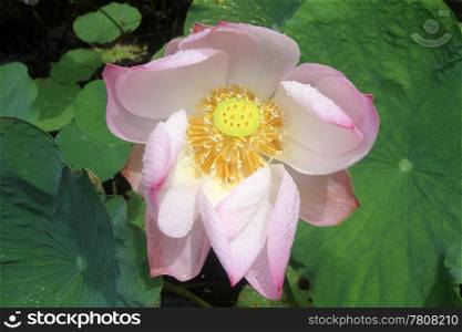 Big pink lotus and green leaves on the water