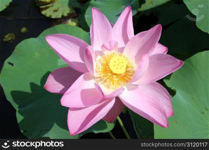Big pink lotus on the water in pond