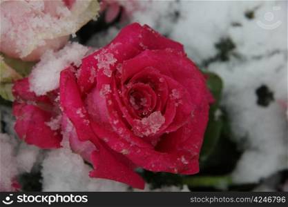 Big pink rose, covered with fresh snowflakes