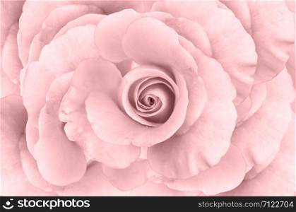 Big pink rose for a background.