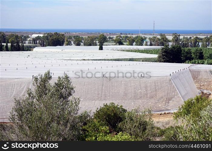 Big plastic greenhouses and trees in Israel