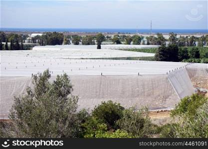Big plastic greenhouses and trees in Israel