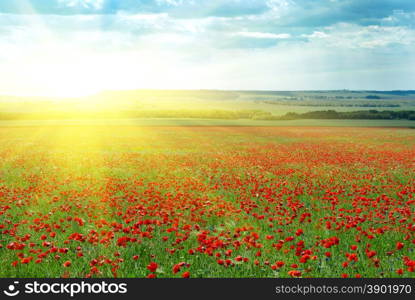Big poppy meadow. Nature composition.