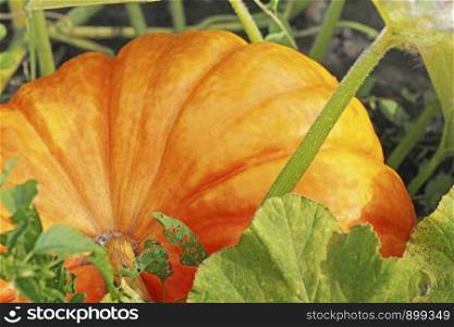 Big pumpkin close-up. Orange pumpkin grows naturally.