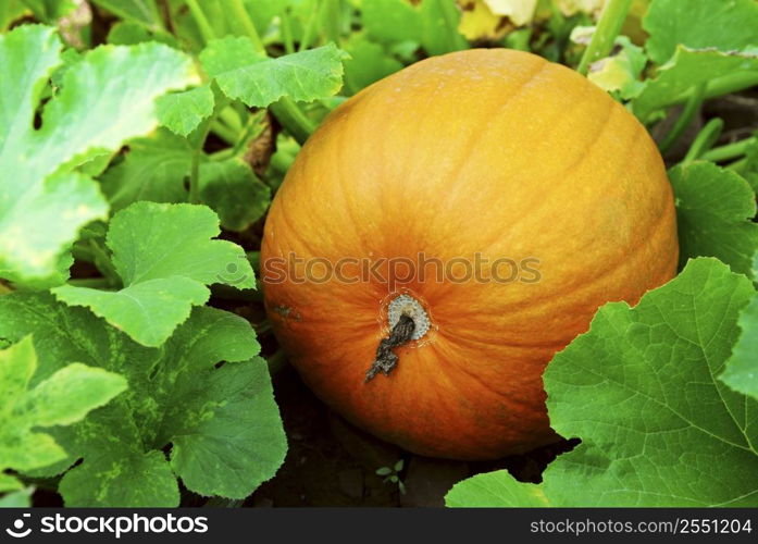 Big pumpkin growing on a pumpkin patch